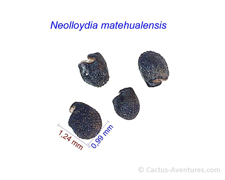Neolloydia matehualensis